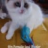RAGDOLLS photo 3