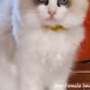 RAGDOLLS photo 4