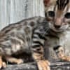 Brown black spotted bengal kitten photo 1