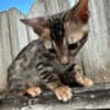Brown black spotted bengal kitten photo 2