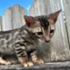 Brown black spotted bengal kitten photo 3
