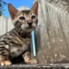 Brown black spotted bengal kitten photo 4