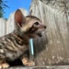 Brown black spotted bengal kitten photo 5