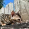 Brown black spotted bengal kitten photo 6