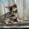 Brown black spotted bengal kitten photo 7