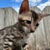 Brown black spotted bengal kitten photo 8