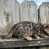 Brown black spotted bengal kitten photo 9