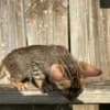 Brown black spotted bengal kitten photo 1