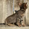 Brown black spotted bengal kitten photo 2