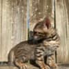 Brown black spotted bengal kitten photo 3