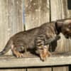 Brown black spotted bengal kitten photo 4