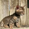 Brown black spotted bengal kitten photo 5