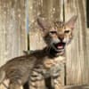 Brown black spotted bengal kitten photo 6