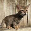Brown black spotted bengal kitten photo 7