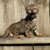 Brown black spotted bengal kitten photo 8