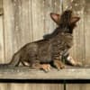 Brown black spotted bengal kitten photo 9