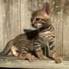 Brown black spotted bengal kitten photo 10