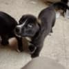 Siberian Husky-Chocolate Lab Pups photo 1