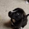 Siberian Husky-Chocolate Lab Pups photo 2