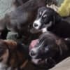 Siberian Husky-Chocolate Lab Pups photo 3