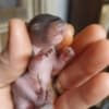 Baby Grey squirrels for sale photo 1