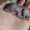 Baby Grey squirrels for sale photo 2