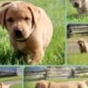AKC Fox Red Puppies photo 1