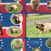 AKC Fox Red Puppies photo 2
