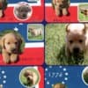 AKC Fox Red Puppies photo 3
