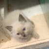 Bleu Ragdoll photo 1