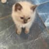 Bleu Ragdoll photo 3