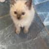 Bleu Ragdoll photo 4
