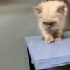 Bleu Ragdoll photo 5