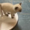 Bleu Ragdoll photo 6