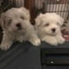 3 females pure Maltese puppies photo 1