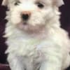 3 females pure Maltese puppies photo 2