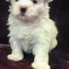 3 females pure Maltese puppies photo 3