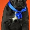 Cane Corso Puppies available  For sale photo 1