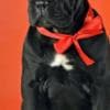 Cane Corso Puppies available  For sale photo 2