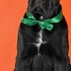 Cane Corso Puppies available  For sale photo 3