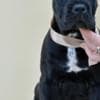 Cane Corso Puppies available  For sale photo 4