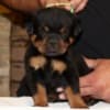 World Class AKC European Rottweiler Puppies photo 1