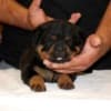 World Class AKC European Rottweiler Puppies photo 2