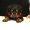 World Class AKC European Rottweiler Puppies photo 4