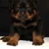 World Class AKC European Rottweiler Puppies photo 5