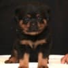 World Class AKC European Rottweiler Puppies photo 6