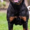 World Class AKC European Rottweiler Puppies photo 8