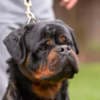 World Class AKC European Rottweiler Puppies photo 9