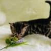 Lovely Bengal Kittens photo 1