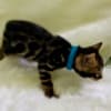 Lovely Bengal Kittens photo 2